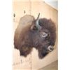 Image 2 : Big BISON or BUFFALO Shoulder Mount