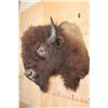 Image 3 : Big BISON or BUFFALO Shoulder Mount