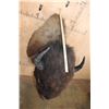 Image 4 : Big BISON or BUFFALO Shoulder Mount