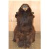 Image 5 : Big BISON or BUFFALO Shoulder Mount