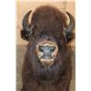 Image 6 : Big BISON or BUFFALO Shoulder Mount