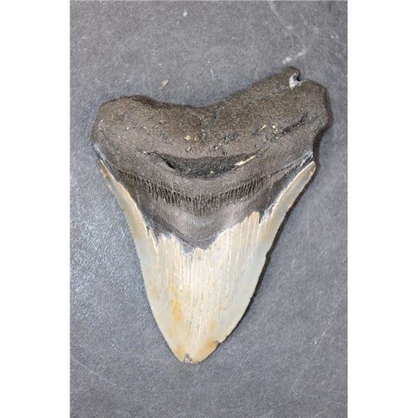 Big MEGALODON Shark Tooth Fossil