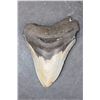 Image 1 : Big MEGALODON Shark Tooth Fossil