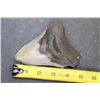 Image 2 : Big MEGALODON Shark Tooth Fossil