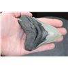 Image 3 : Big MEGALODON Shark Tooth Fossil