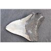 Image 4 : Big MEGALODON Shark Tooth Fossil