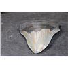 Image 5 : Big MEGALODON Shark Tooth Fossil