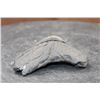 Image 6 : Big MEGALODON Shark Tooth Fossil