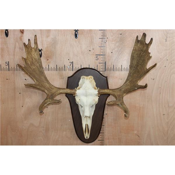 16-Point MOOSE Skull or Euro Mount on a Wood Plaque