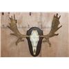 Image 1 : 16-Point MOOSE Skull or Euro Mount on a Wood Plaque