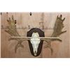 Image 2 : 16-Point MOOSE Skull or Euro Mount on a Wood Plaque