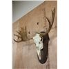Image 3 : 16-Point MOOSE Skull or Euro Mount on a Wood Plaque