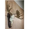 Image 4 : 16-Point MOOSE Skull or Euro Mount on a Wood Plaque
