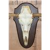 Image 6 : 16-Point MOOSE Skull or Euro Mount on a Wood Plaque