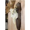Image 7 : 16-Point MOOSE Skull or Euro Mount on a Wood Plaque