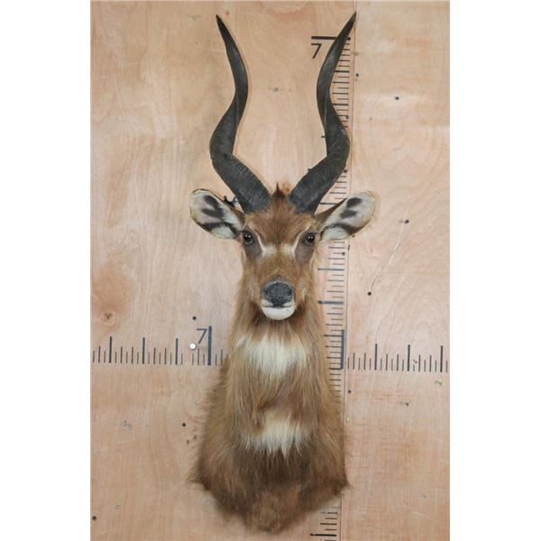 Big SITATUNGA Shoulder Mount