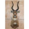 Image 1 : Big SITATUNGA Shoulder Mount