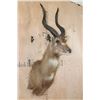Image 2 : Big SITATUNGA Shoulder Mount