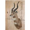Image 3 : Big SITATUNGA Shoulder Mount