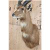 Image 4 : Big SITATUNGA Shoulder Mount