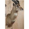 Image 5 : Big SITATUNGA Shoulder Mount