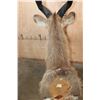 Image 7 : Big SITATUNGA Shoulder Mount