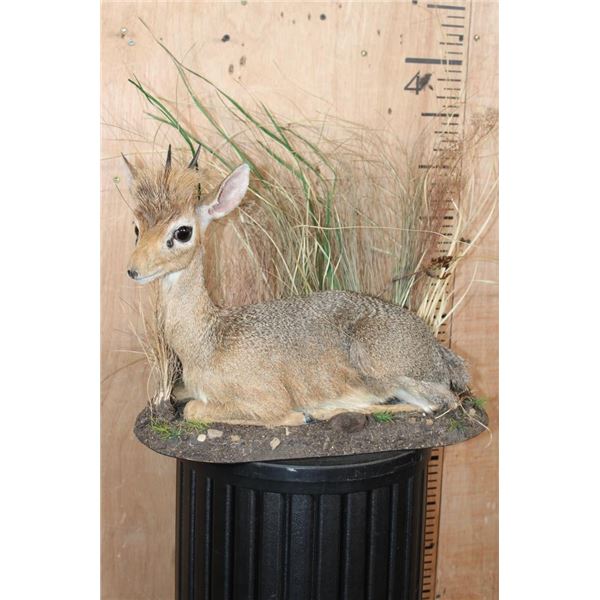 Little Life-sized KIRK'S DIK-DIK on a Decorative Base