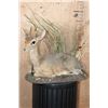 Image 1 : Little Life-sized KIRK'S DIK-DIK on a Decorative Base
