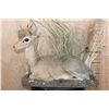 Image 2 : Little Life-sized KIRK'S DIK-DIK on a Decorative Base