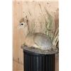 Image 3 : Little Life-sized KIRK'S DIK-DIK on a Decorative Base