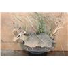 Image 4 : Little Life-sized KIRK'S DIK-DIK on a Decorative Base