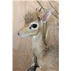 Image 5 : Little Life-sized KIRK'S DIK-DIK on a Decorative Base