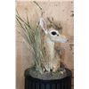 Image 6 : Little Life-sized KIRK'S DIK-DIK on a Decorative Base