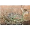 Image 8 : Little Life-sized KIRK'S DIK-DIK on a Decorative Base
