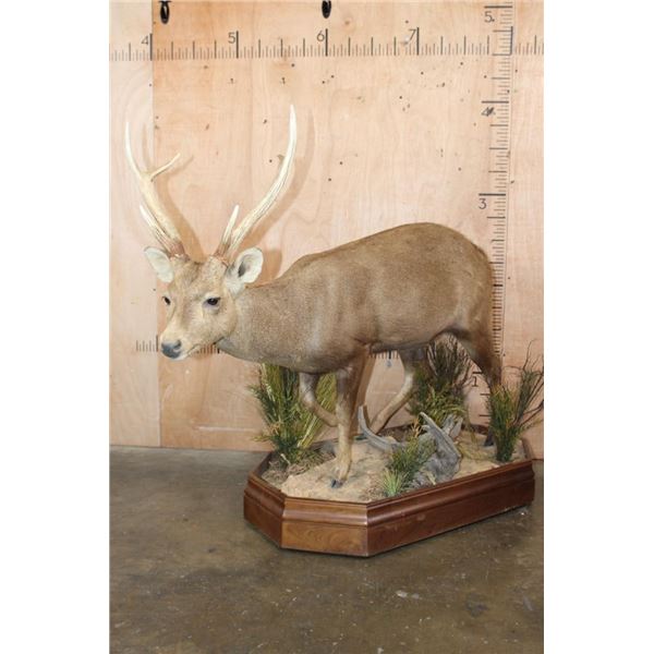 XXL Life-sized HOG DEER on a Wood Base with Wheels
