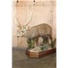 Image 1 : XXL Life-sized HOG DEER on a Wood Base with Wheels