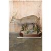Image 2 : XXL Life-sized HOG DEER on a Wood Base with Wheels