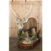 Image 3 : XXL Life-sized HOG DEER on a Wood Base with Wheels