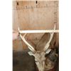 Image 4 : XXL Life-sized HOG DEER on a Wood Base with Wheels