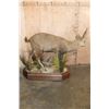 Image 5 : XXL Life-sized HOG DEER on a Wood Base with Wheels