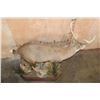 Image 6 : XXL Life-sized HOG DEER on a Wood Base with Wheels