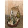 Image 7 : XXL Life-sized HOG DEER on a Wood Base with Wheels