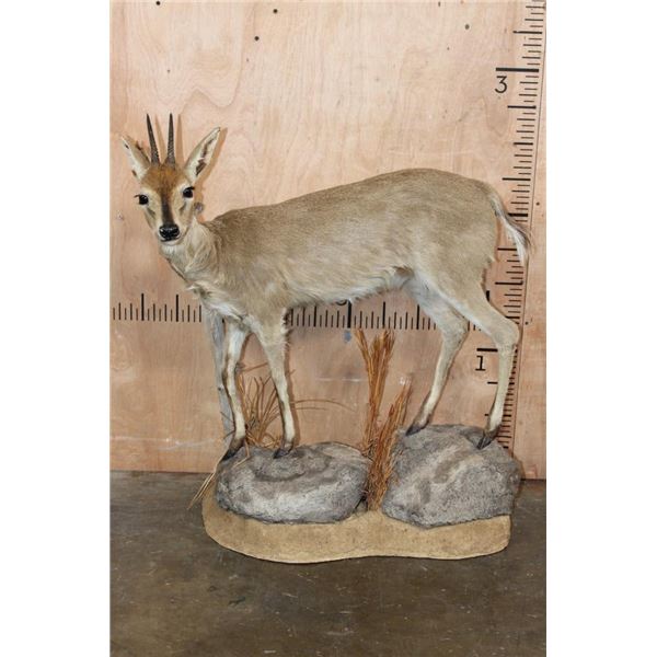Life-sized COMMON DUIKER on a Natural Base