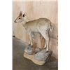 Image 3 : Life-sized COMMON DUIKER on a Natural Base