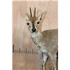 Image 4 : Life-sized COMMON DUIKER on a Natural Base
