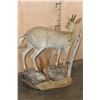 Image 6 : Life-sized COMMON DUIKER on a Natural Base