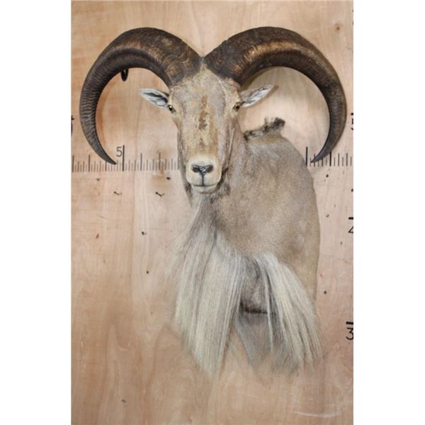 XXL Life-sized AOUDAD Shoulder Mount