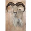 Image 1 : XXL Life-sized AOUDAD Shoulder Mount