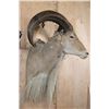 Image 3 : XXL Life-sized AOUDAD Shoulder Mount