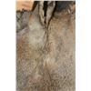 Image 4 : XXL Life-sized AOUDAD Shoulder Mount